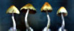   Infected Mushroom - booking information  